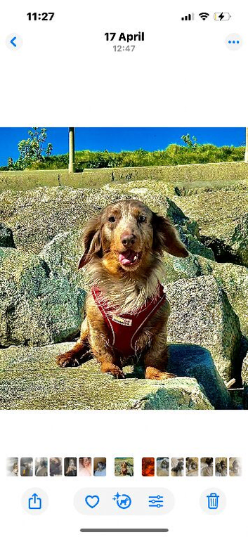 Dapple longhaired male