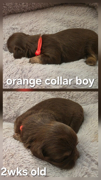 Imperial Shih Tzu Puppies