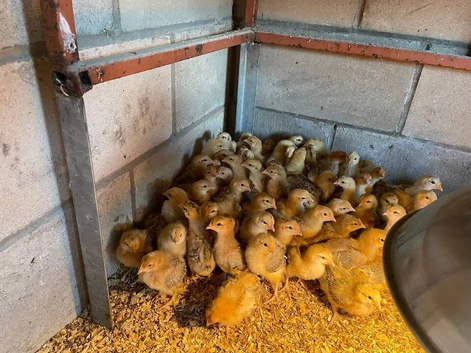 Guaranteed Green/Blue Egg laying pullets