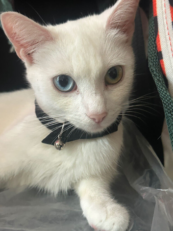 Turkish van, 2 kittens