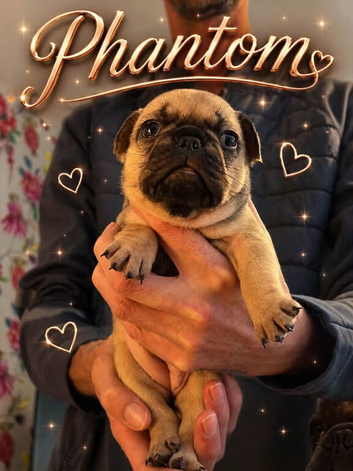3 female french bulldogs puppies