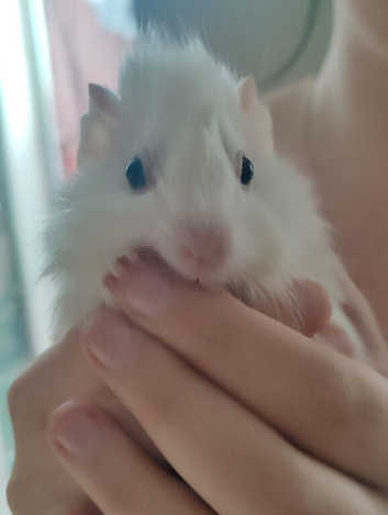Guinea pigs for sale
