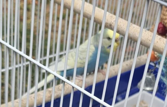 Blue/Yellow Budgie Parrot