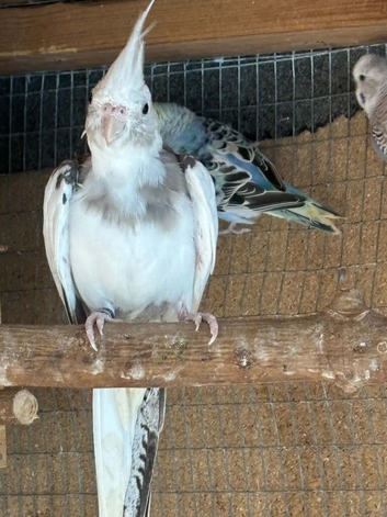 Lovely hen