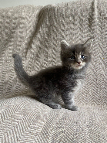 GCCF Active Maine Coon boy