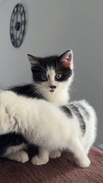 kittens for sale