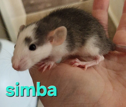 BABY RATS 2 boys and 3 girls left