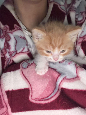 Persian cross kittens