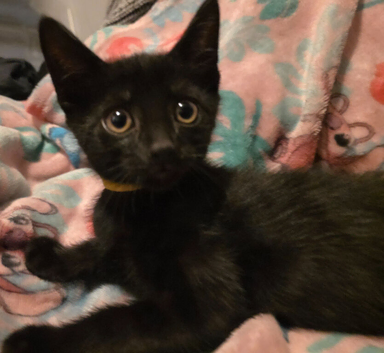 4 kittens left