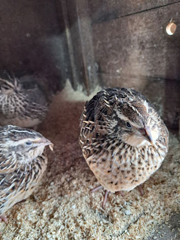 Courtnix japanese quails