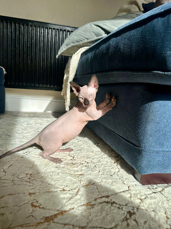 *REDUCED* Canadian Sphynx girl