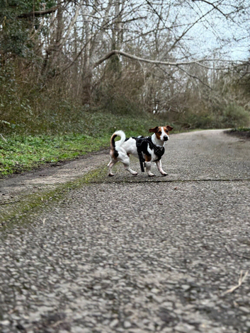MALE STUD JACK RUSSKE