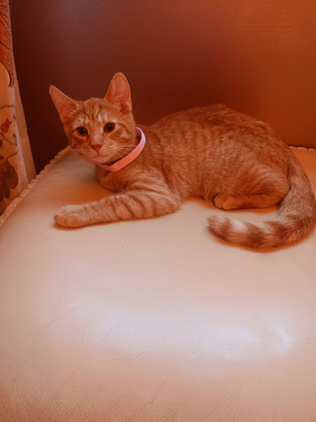 Savannah mix with Bengal.