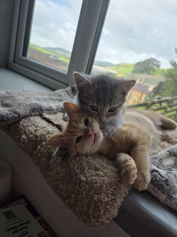 Beautiful kittens