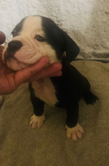 Old English bulldog puppy&rsquo;s looking for forever homes