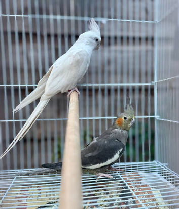 breeding pair of cockatails