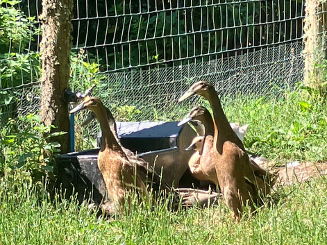 Indian Runner Ducks