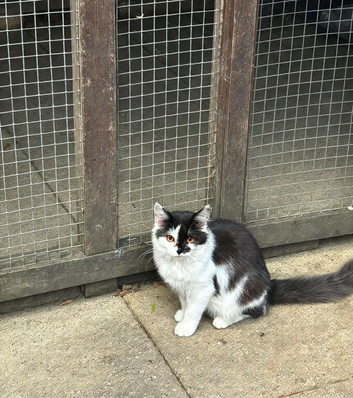 MALE AND FEMALE KITTENS