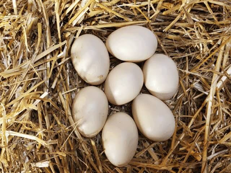 Fertile khaki Campbell duck eggs