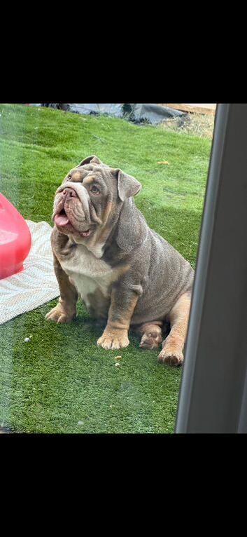 KC FEMALE ENGLISH BULLDOG
