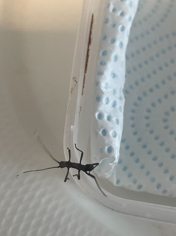 Black beauty stick insect nymphs