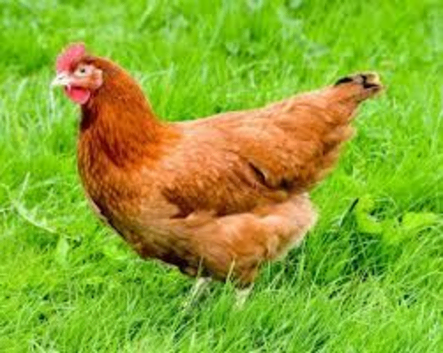 Columbian blacktail point of lay pullets ready now
