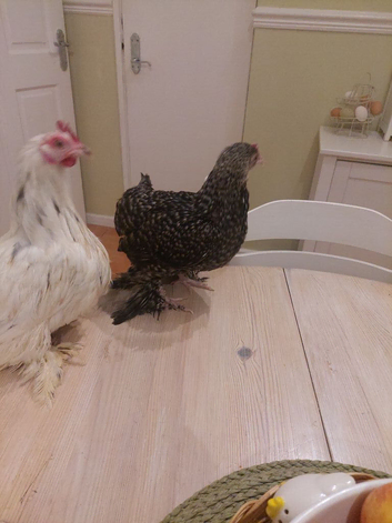 Cuckoo sableppot and splash pekin bantam