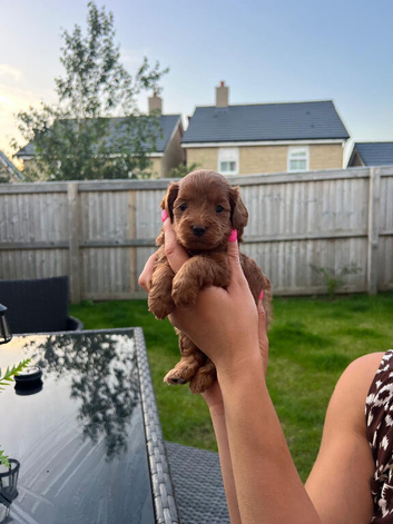 Tiny Asian style maltipoo puppies avalible