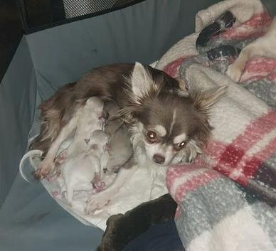 Gorgeous boy chihuahua