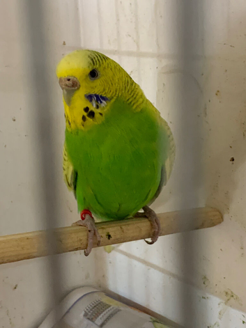 Hen adult budgie