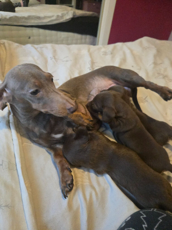 3 miniature dachshund pups