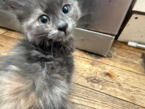 Stunning ragdoll kittens rare flame lynx & blue  tortie females