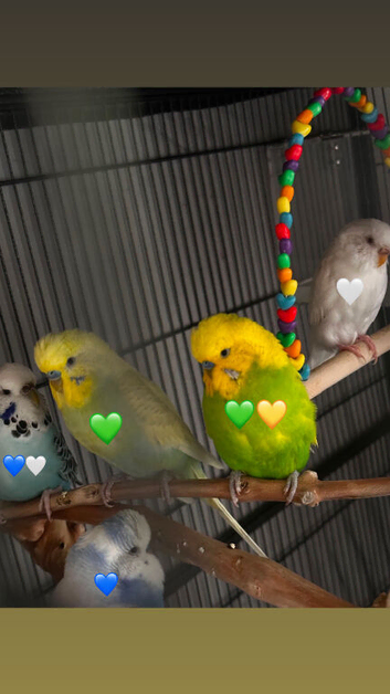 5 Budgies (Please Read Description)