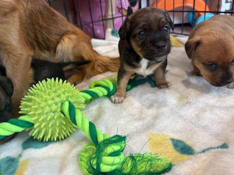 Jack Russell x Chihuahua puppies