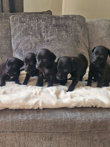 5 Beautiful Bedlington Whippet Puppies for Sale
