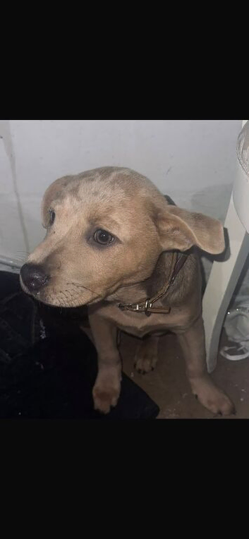Puppie