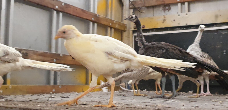 Peach golden pheasant pairs, 2026 hatched