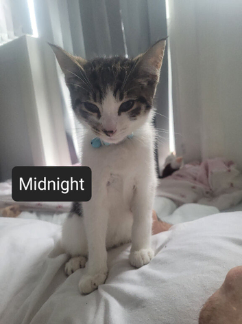 9 week old kitten needs a loving home