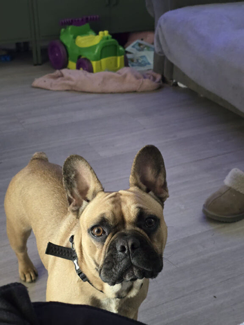 9 month old Frenchie Girl