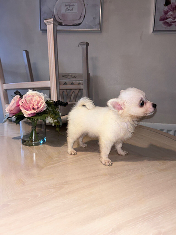 Pomeranian puppy&rsquo;s