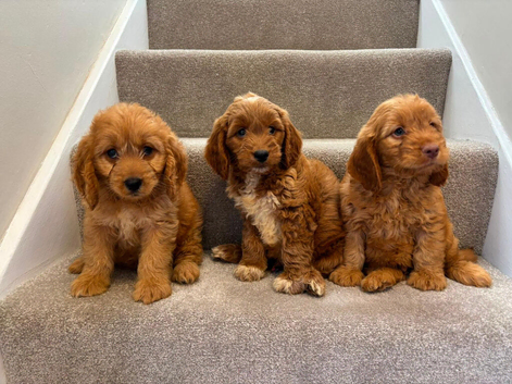 Cockapoo puppies F1 ready now