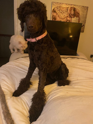 Kc reg health tested standard male