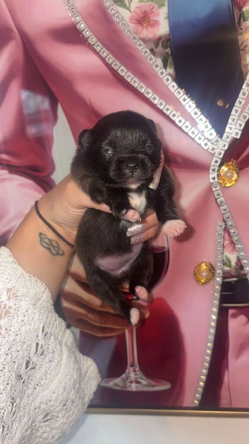 Beautiful female kc puppy