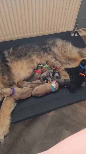 German Shepherd &times; Dalmatian Puppies &ndash; 8 Boys & 3 Girls &ndash; Ready 24th August