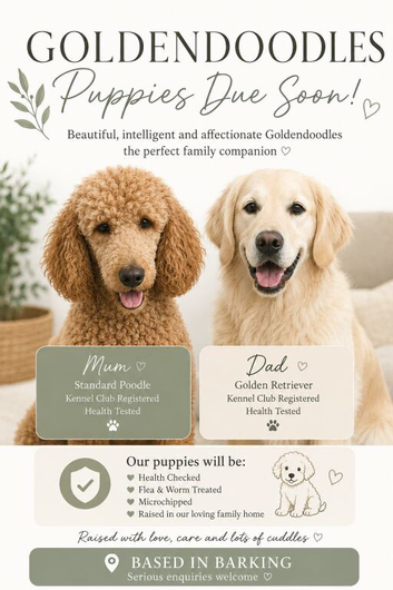 Goldendoodles due soon