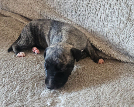 **LAST TWO** KC Health and Heart tested whippets
