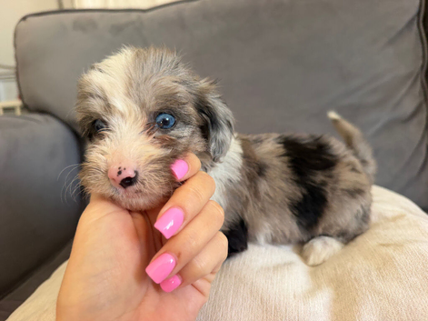 Yorkiepoos for sale