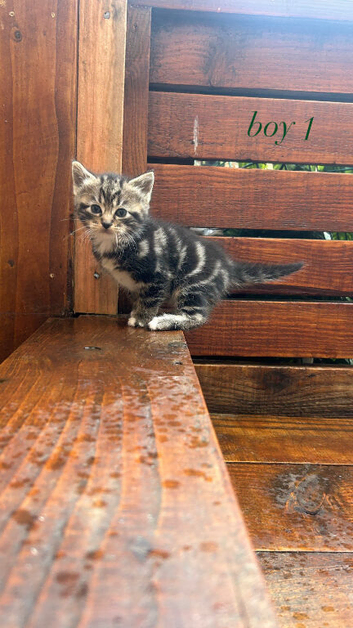 kittens ready to go!