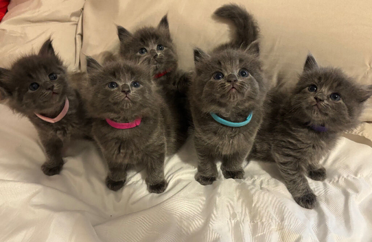 Ragdoll cross kittens for sale