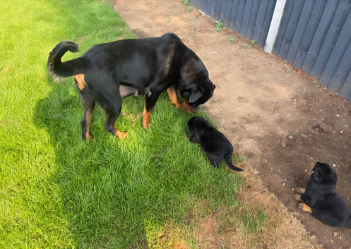 Rottweiler puppies